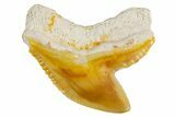 Fossil Tiger Shark (Galeocerdo) Tooth - Bone Valley, Florida #299496-1
